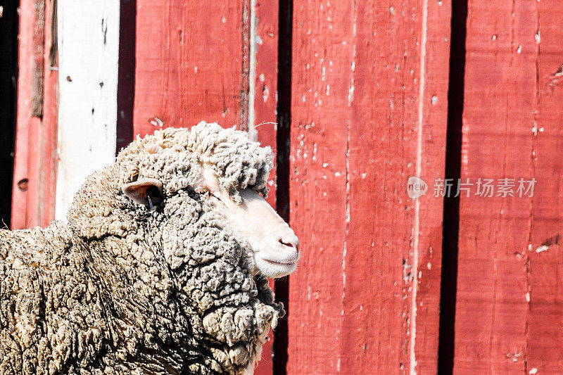 红色谷仓的绵羊