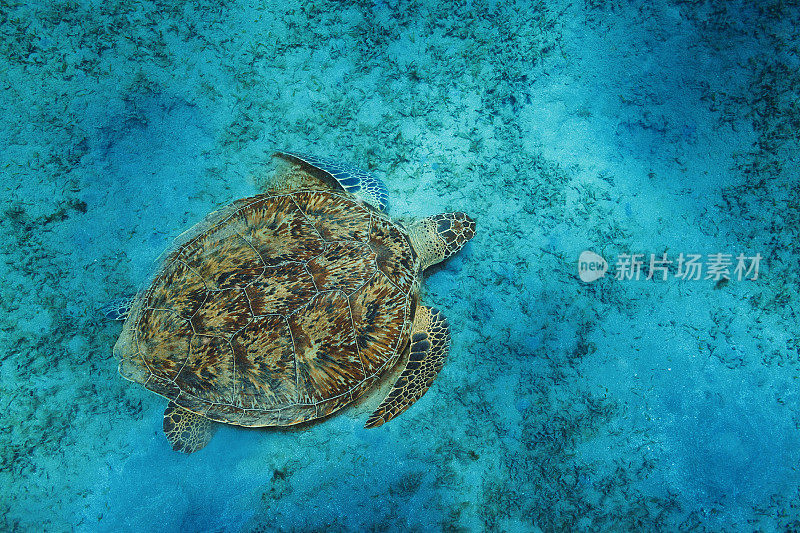 在水下探索和享受，绿海龟在沙底吃海草。海洋生物