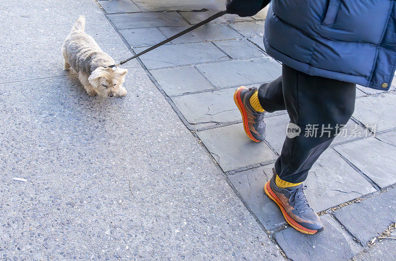 曼哈顿的人行道上走着一只杂交梗犬