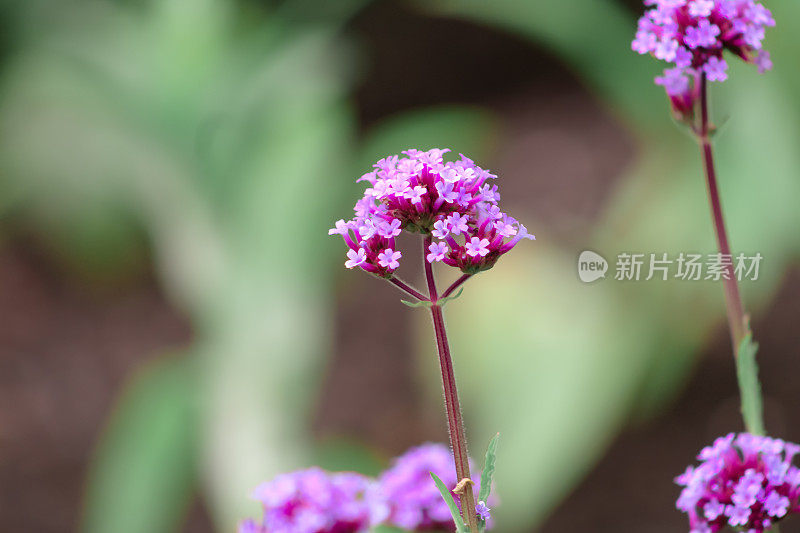 紫色顶部马鞭草