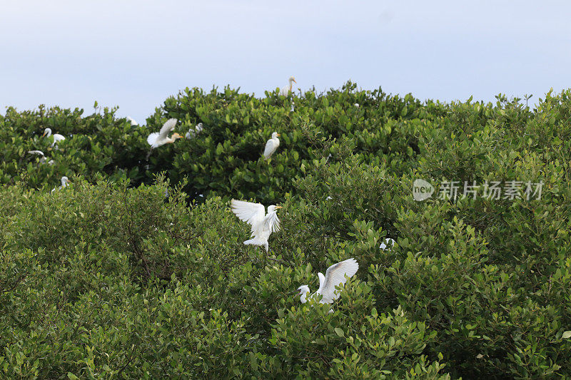 白鹭在红树林。亚齐省