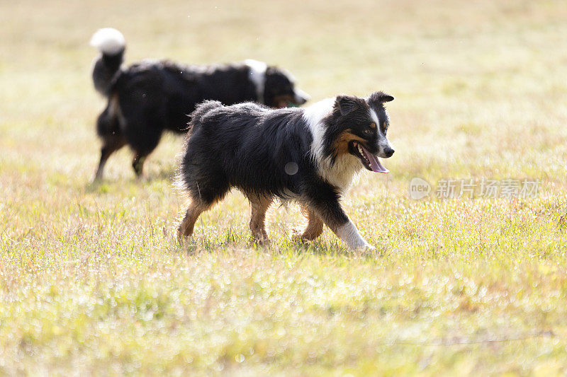 两只澳大利亚牧羊犬在阳光明媚的日子里走在草地上