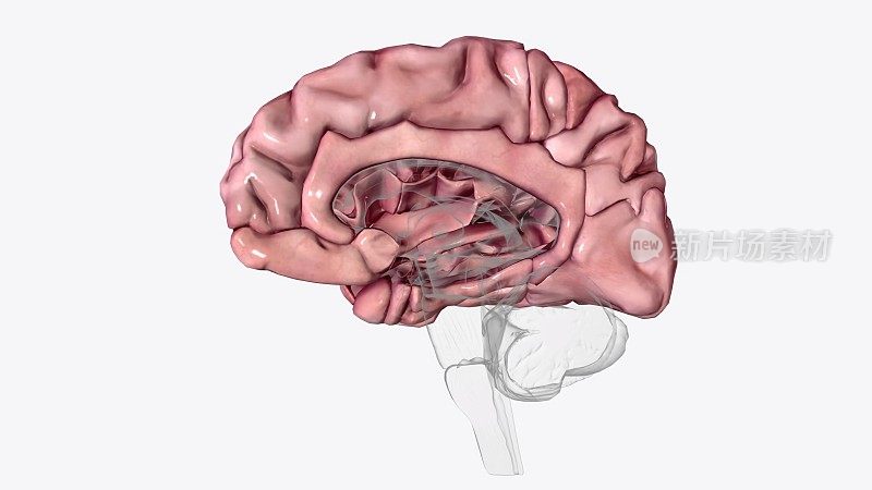 大脑皮层，也被称为脑幔，是人类和其他哺乳动物大脑的外层神经组织