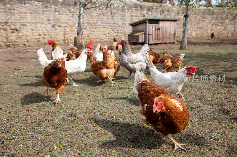 户外自由放养农场里的一群母鸡