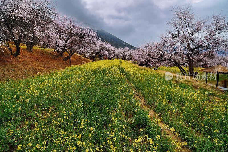 中国西藏(藏族)自治区林芝山坡上的桃花。