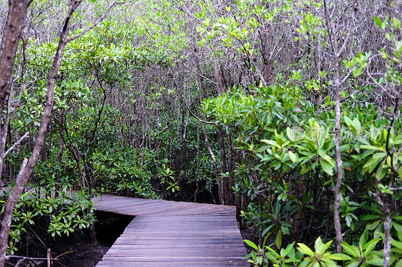 在泰国热带雨林的红树林中的公鸡植物或海棠红树中的木桥人行道