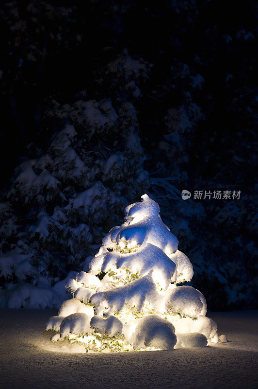 白雪覆盖的圣诞树