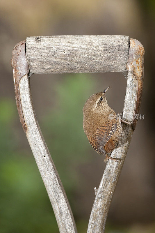 雷恩(Troglodytes-troglodytes)