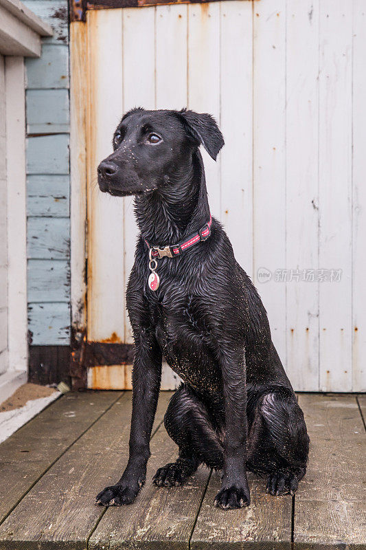 一只黑色的拉布拉多宠物狗站在海滩小屋的台阶上