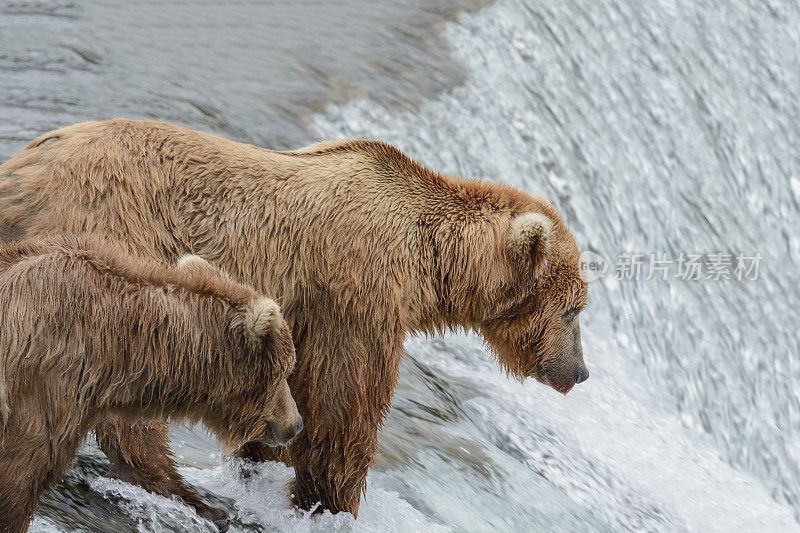 阿拉斯加布鲁克瀑布，灰熊捕捉鲑鱼