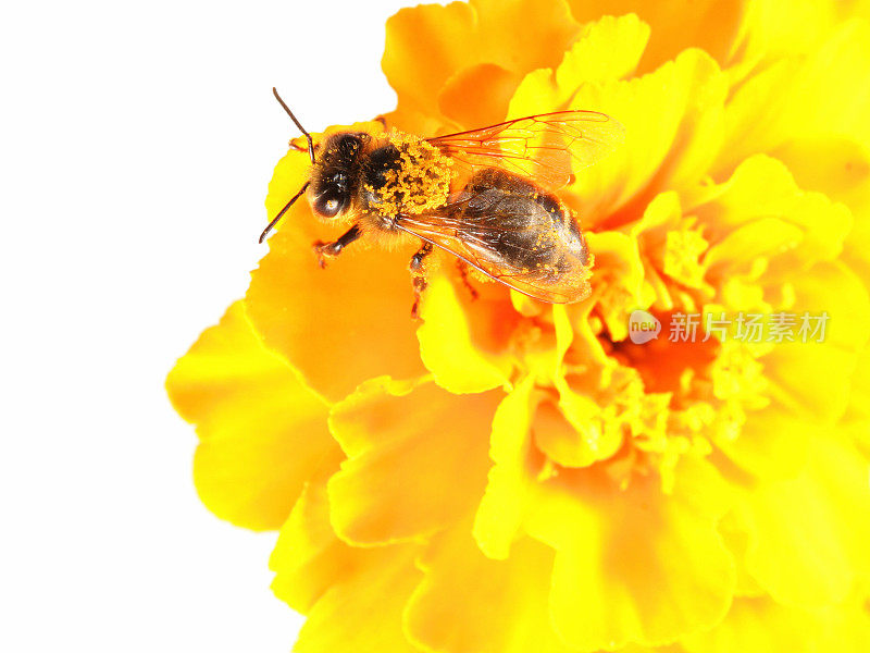 蜜蜂和黄金盏花