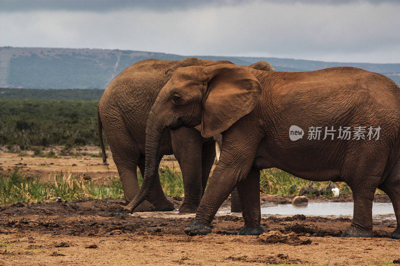 非洲象的家庭