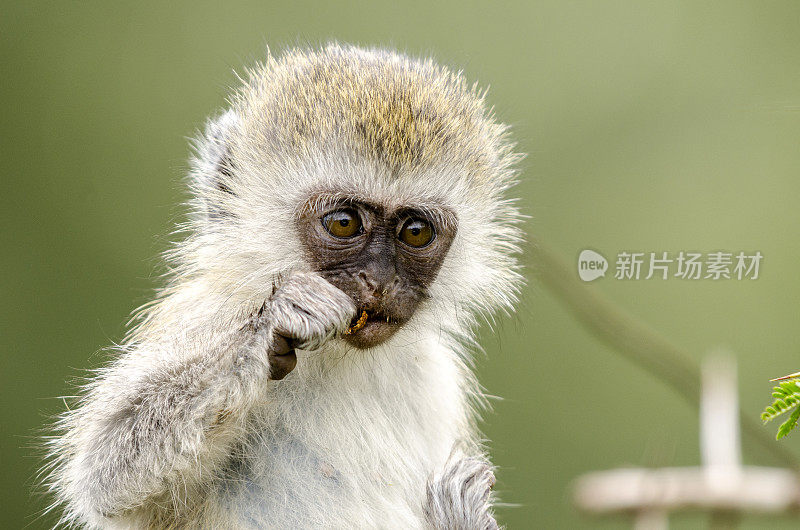 不成熟的长尾猴吃