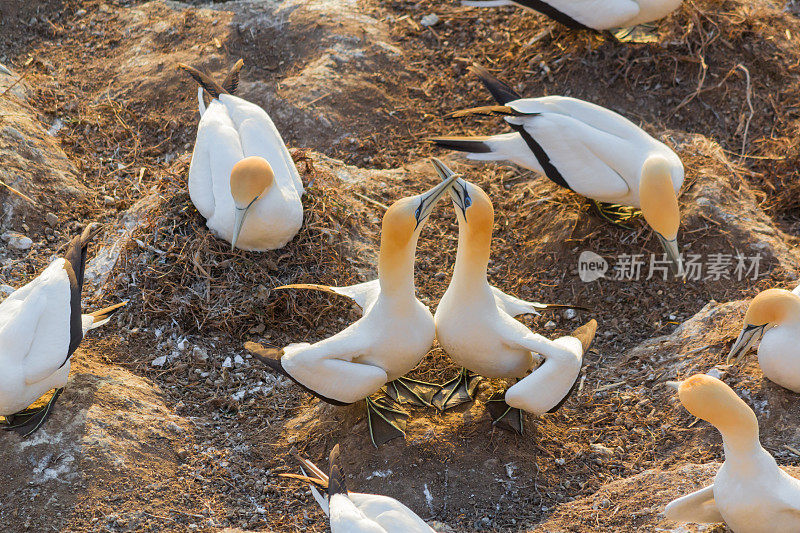 塘鹅在莫里瓦塘鹅殖民地求爱