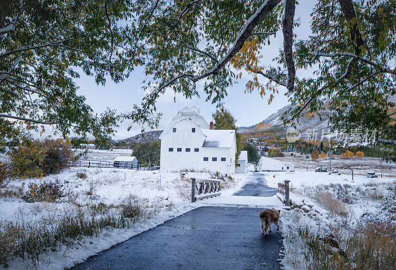 道格在初雪中步行去帕克城谷仓