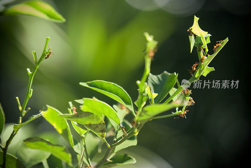 植物上的蚂蚁