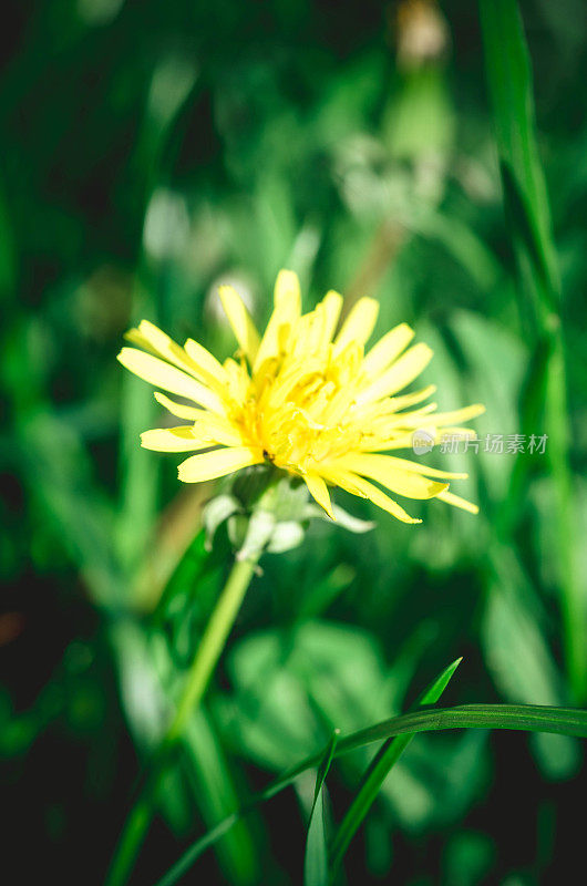 蒲公英的花