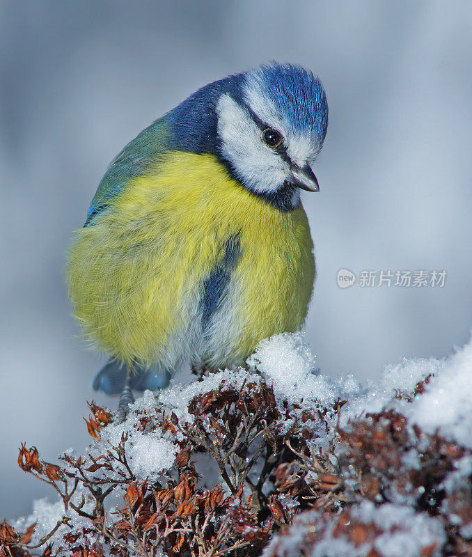 蓝山雀在冬季