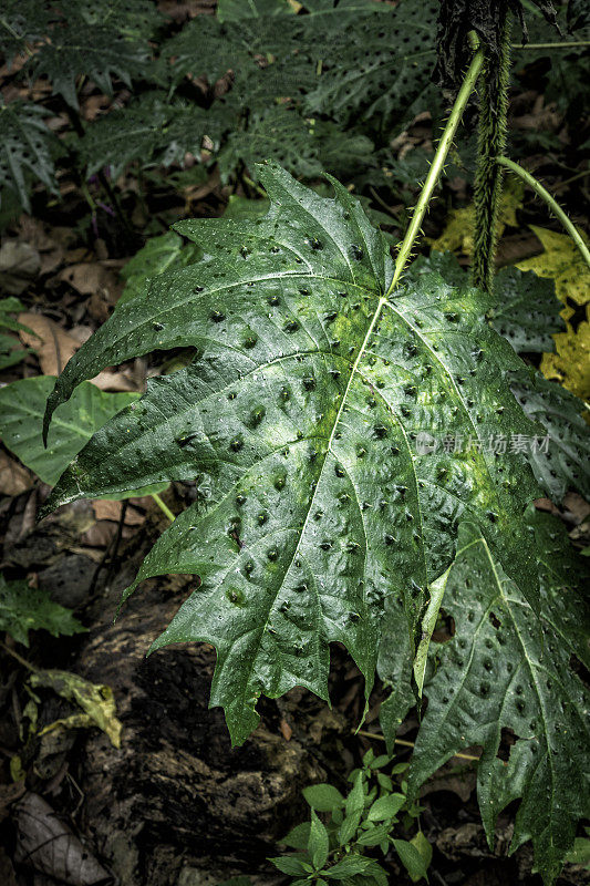野生热带荨麻的绿叶。刺痛的或刺痛的扁平物