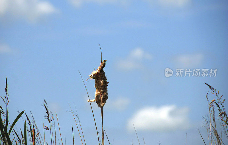 蓝天下的莎草莺