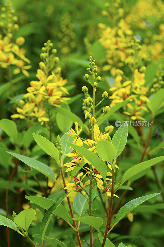 黄花植物野外特写