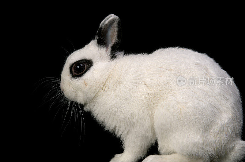 白色和黑色的兔子，侧视图。