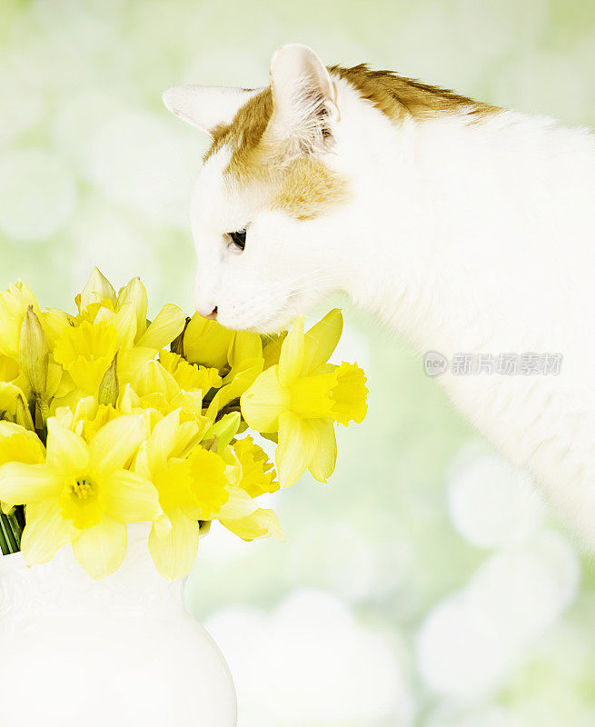 可爱的小猫闻复活节花