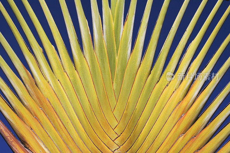 热带棕榈树的对称性