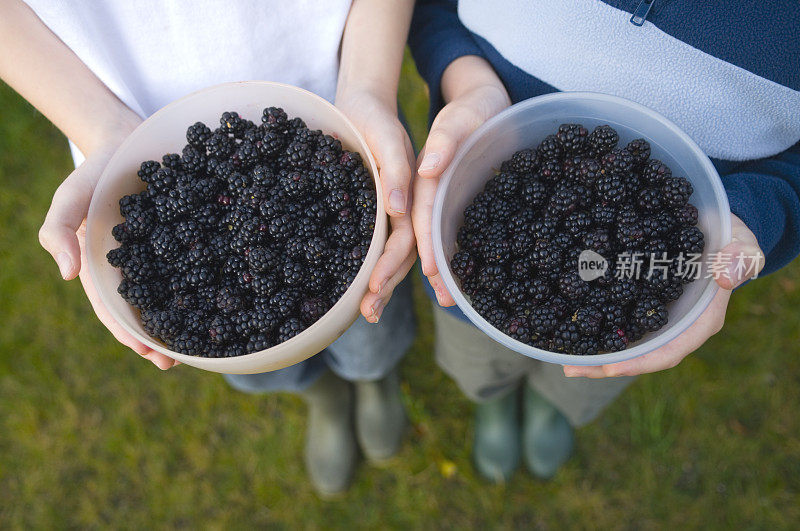 新鲜采摘黑莓
