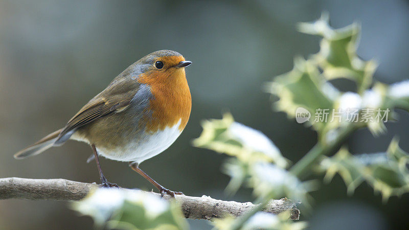 罗宾(红心rubecula)