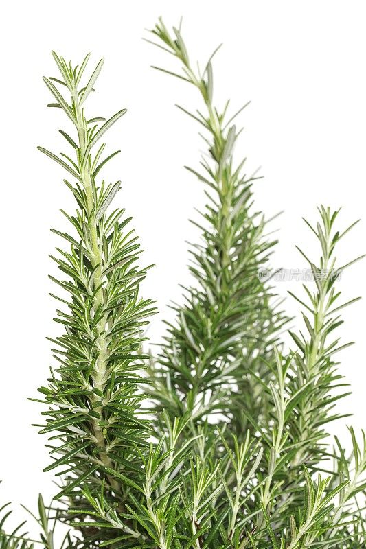 迷迭香迷迭香属Officinalis