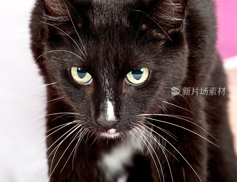 黑猫长着白条