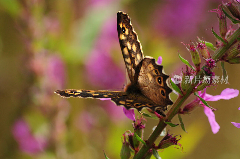 斑点木蝴蝶，英国