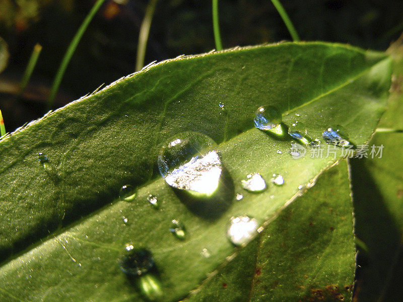 叶子上的雨滴