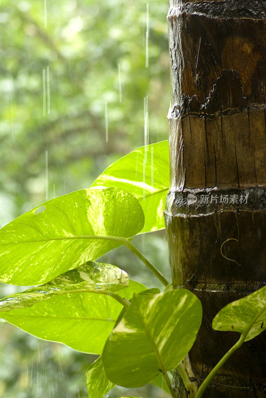 刷新热带雨