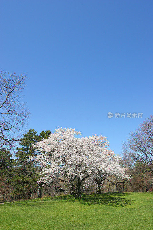 日本樱花