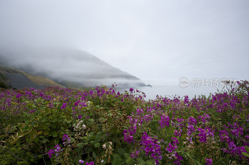 雾蒙蒙的加州海岸