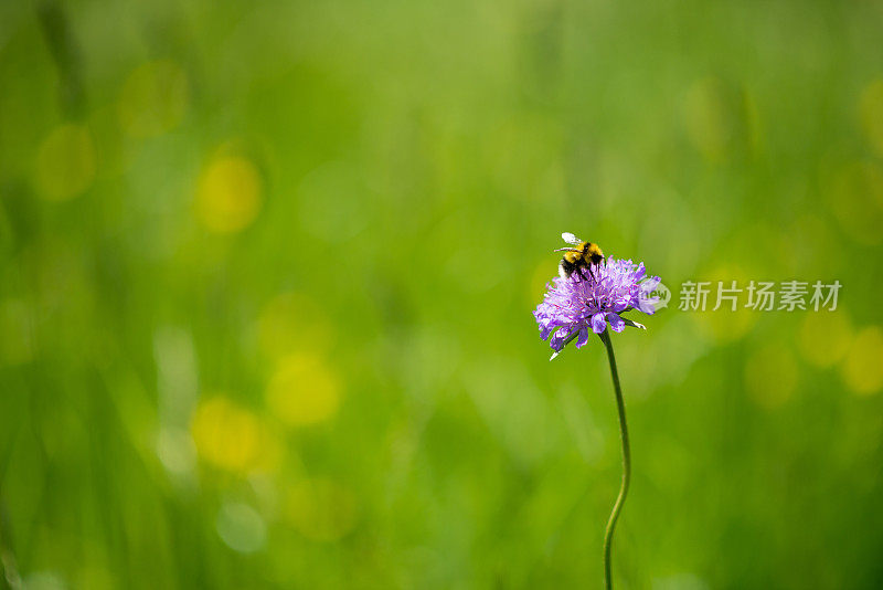 野草和野花选择性聚焦自然抽象背景