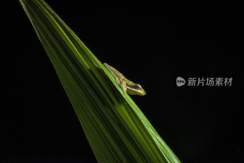 雨林蛙叶上摘要