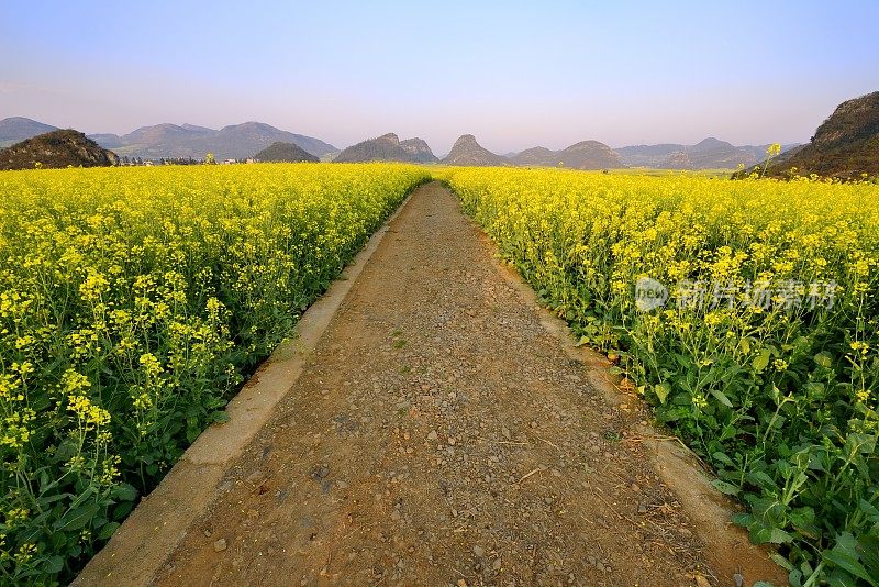 田野里的路