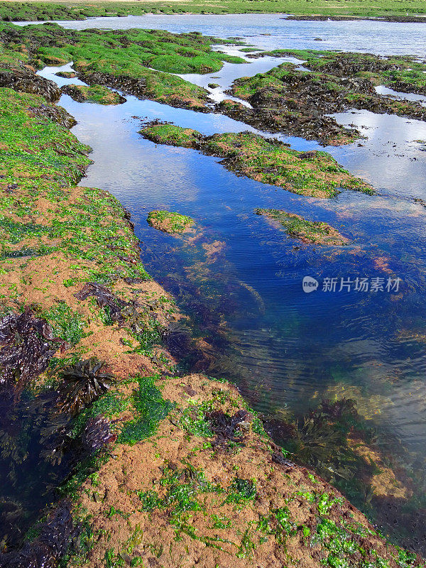 海边的景象与海滩，岩石池，海藻，蓝色的海