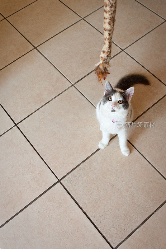 可爱的小猫抬头看着绳子玩具
