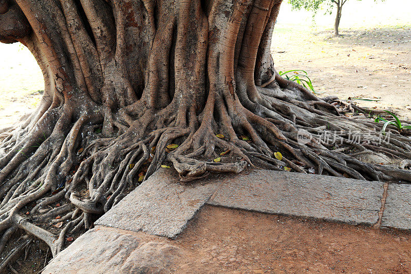 树的根