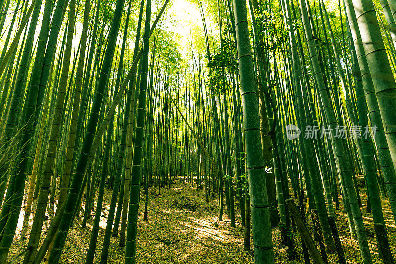 日本京都岚山竹林