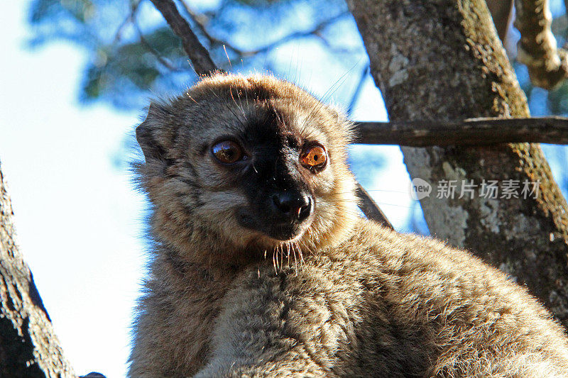马达加斯加:Andasibe-Mantadia国家公园的棕色狐猴