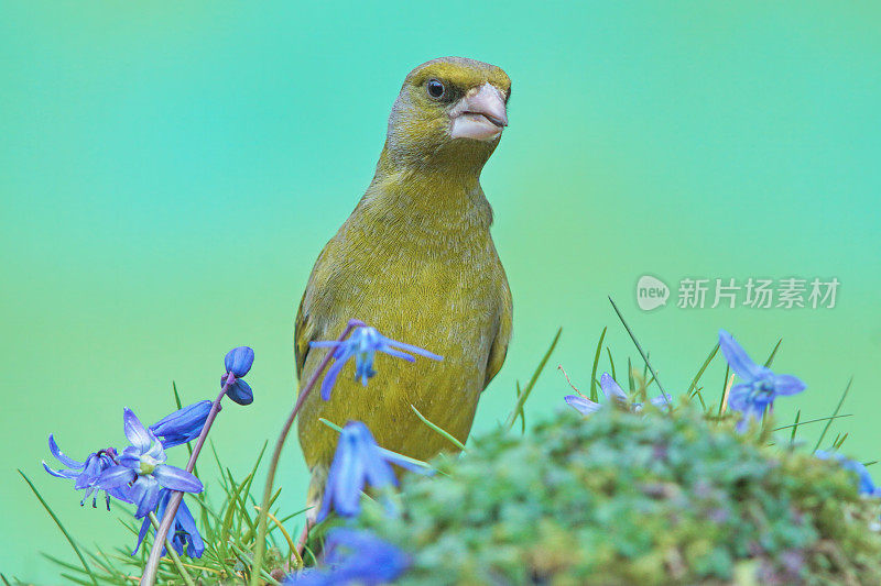 春天的青雀