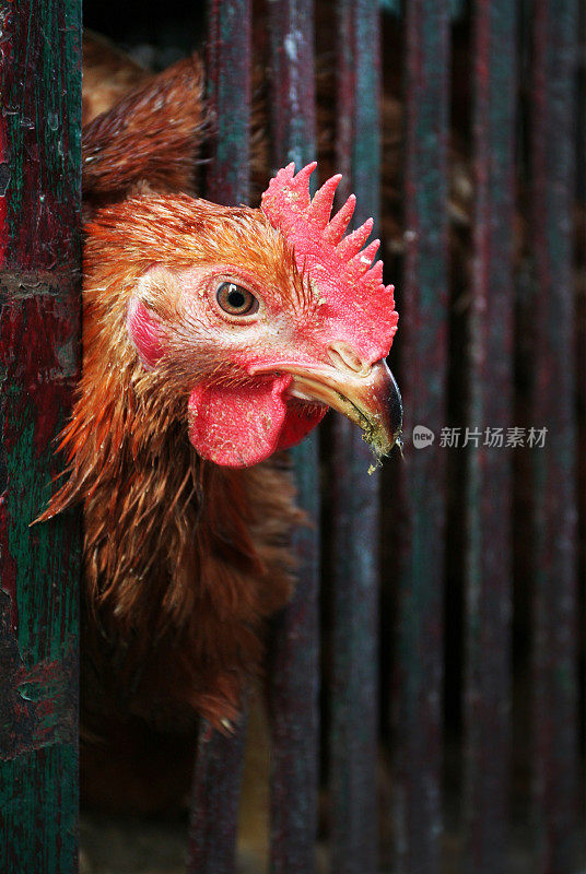 关在笼子里的鸡