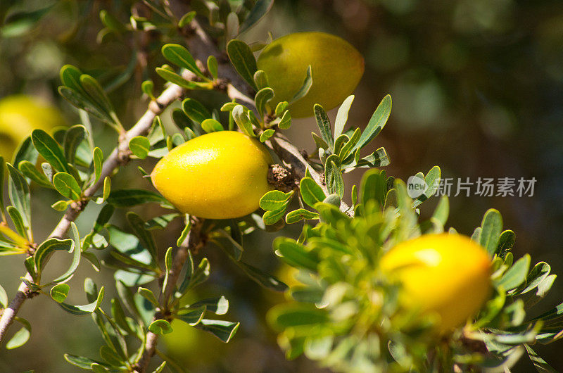 有黄色果实的摩洛哥坚果树