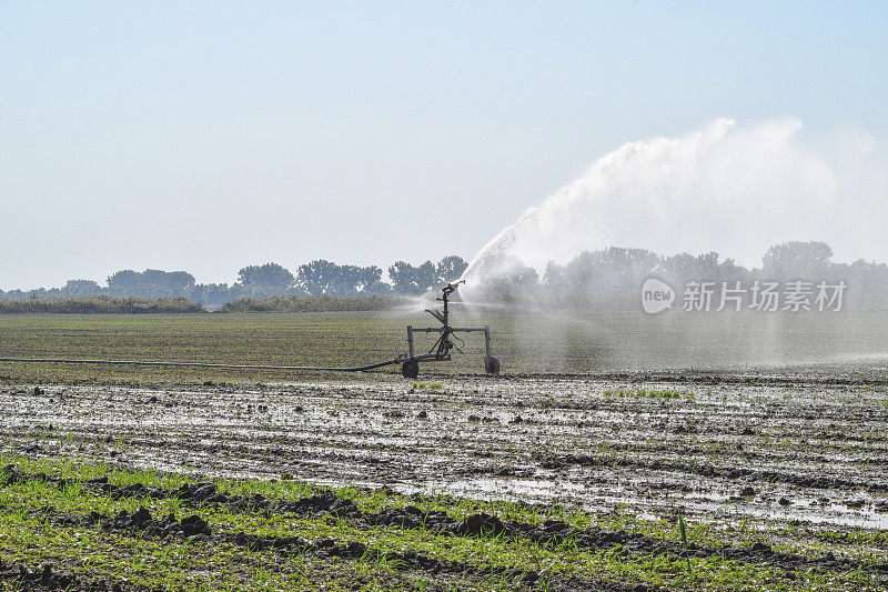 西瓜田的灌溉系统