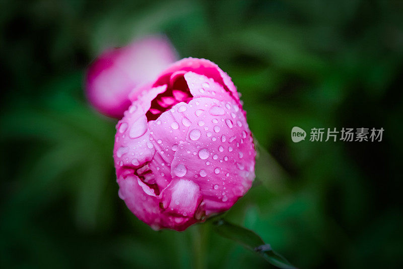 春雨绵绵，未开牡丹花近